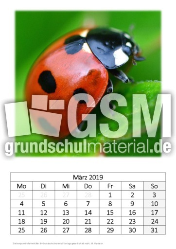 März_Siebenpunkt-Marienkäfer.pdf